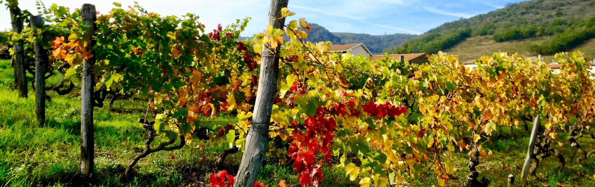 Ophorus Tours - Loire Valley Wine Tour : Exploring Chinon & Bourgueil Vineyards