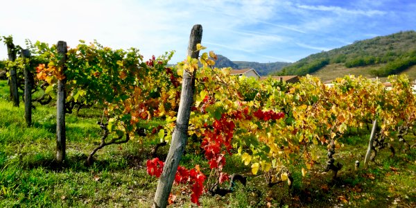 Ophorus Tours - Loire Valley Wine Tour : Exploring Chinon & Bourgueil Vineyards