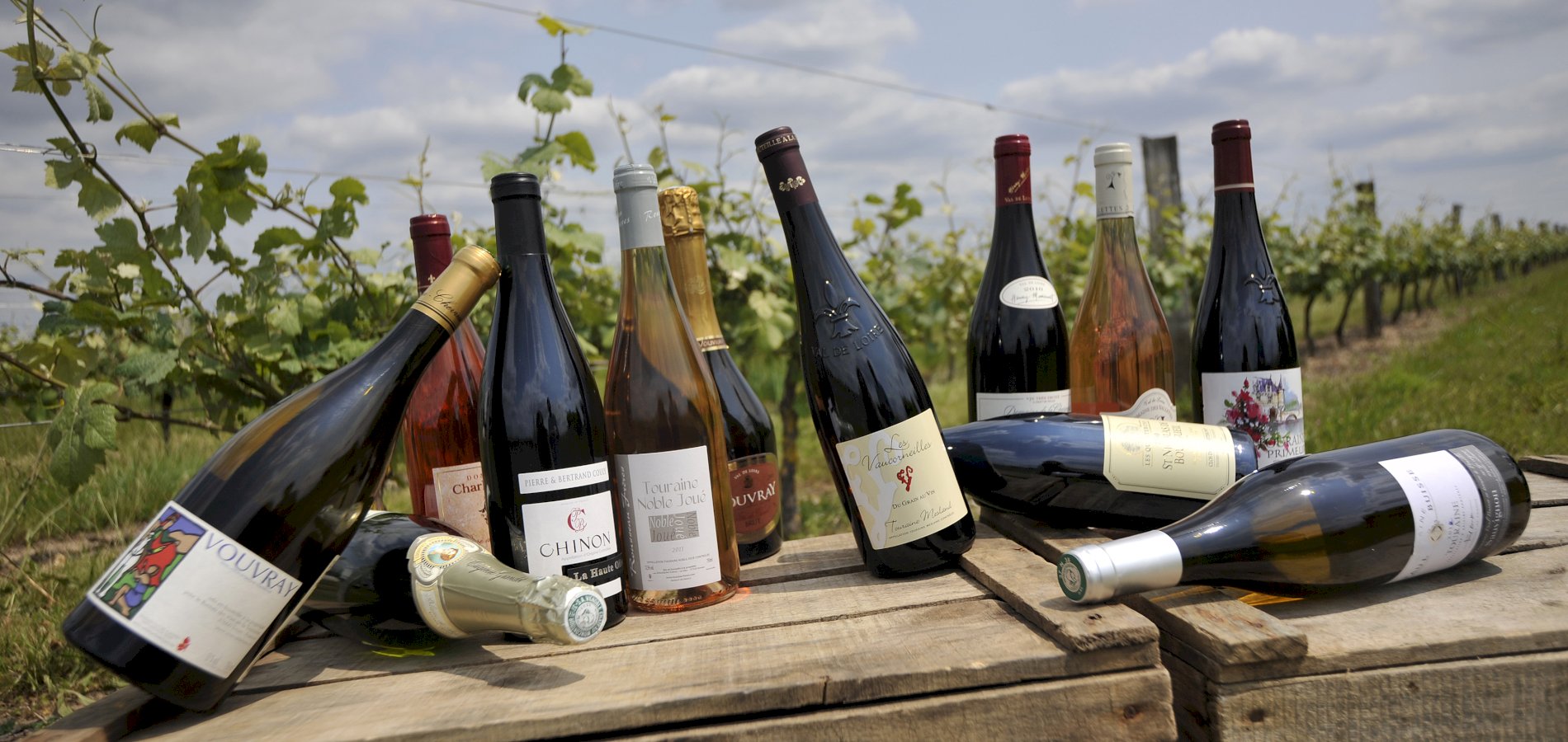 Ophorus Tours - A Loire Valley Wine Tour from Tours to Chinon & Bourgueil vineyards