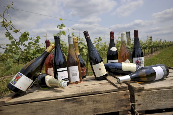 Ophorus Tours - A Loire Valley Wine Tour from Tours to Chinon & Bourgueil vineyards