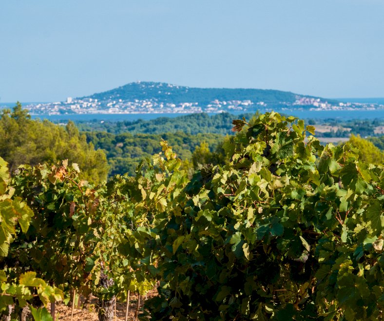 Ophorus Tours - A Private Languedoc Wine Tour Half Day Trip from Montpellier