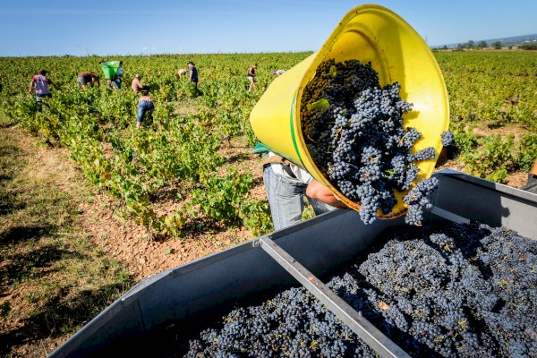 Ophorus Tours - Beaujolais Highlights: Half-Day Wine Experience 