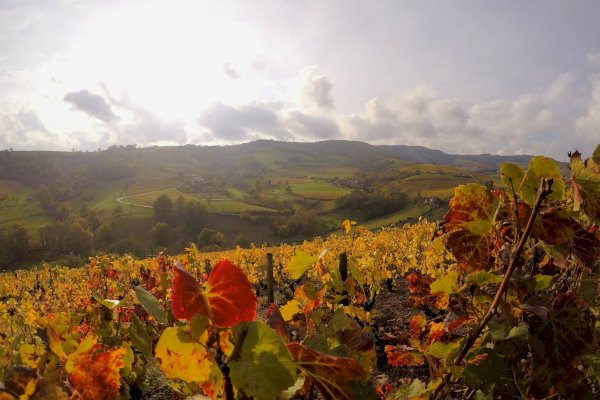 Ophorus Tours - Lyon to Beaujolais Wine Escape: Shared Day Trip