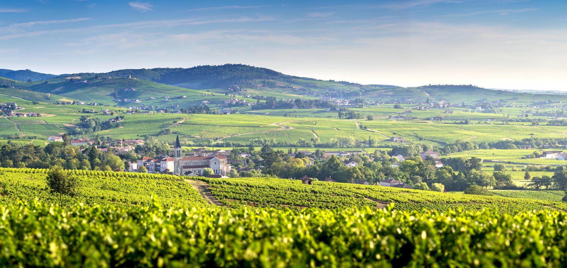 Ophorus Tours - A Northern Rhône Valley Wine Tour Private Half Day Trip from Lyon  