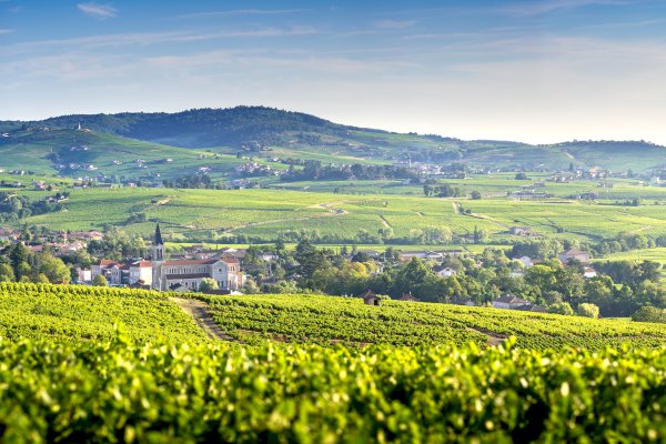Ophorus Tours - A Northern Rhône Valley Wine Tour Private Half Day Trip from Lyon  