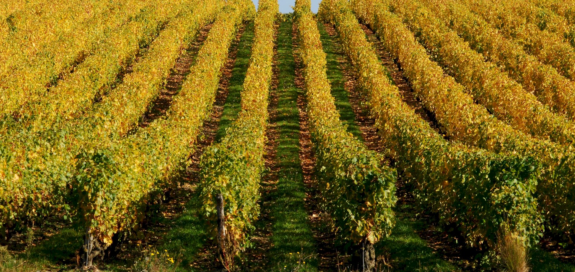 Ophorus Tours - Vouvray Wine Tour half day trip from Tours