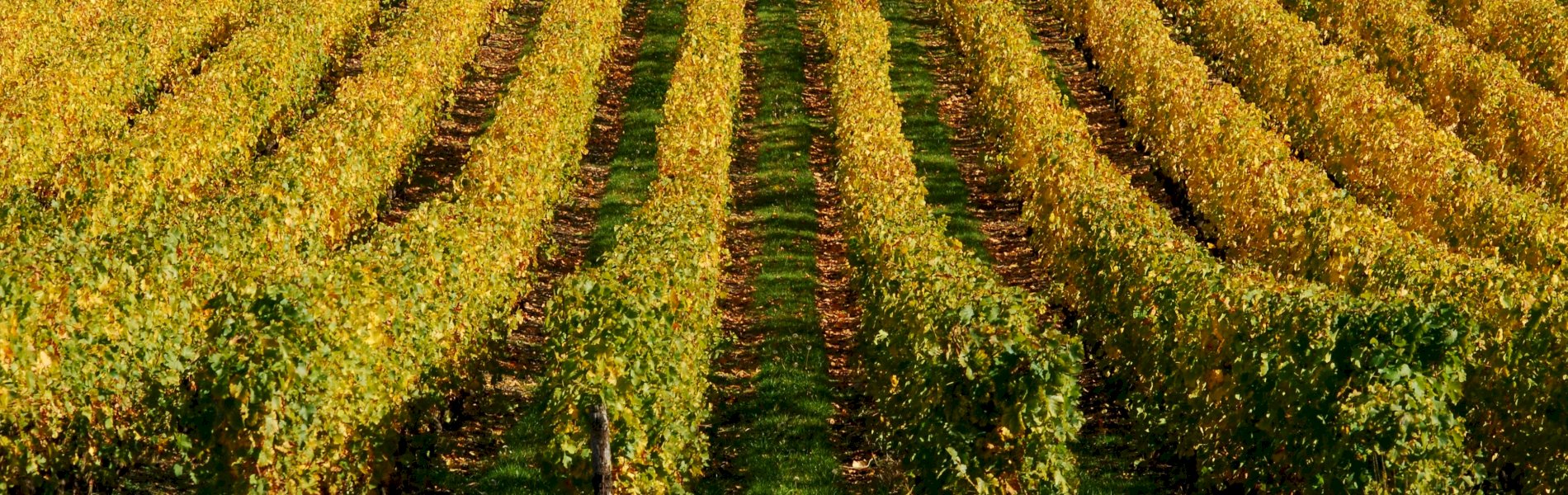 Ophorus Tours - Vouvray Wine Discovery: Vineyard visit & Tasting Trip from Tours