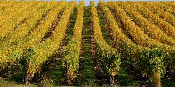 Ophorus Tours - Vouvray Wine Discovery: Vineyard visit & Tasting Trip from Tours